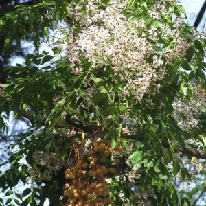 Neem Plant