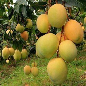 mango-plant-image-main