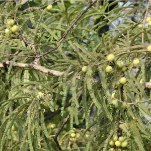 GreenLeaf Forestry Amla Plant Image