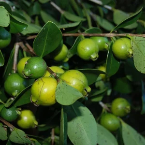 Greenleaf Forestry Guava Plant Image