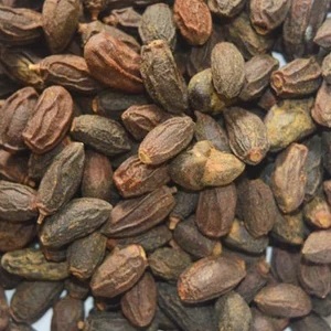 Neem Seeds - Image 2