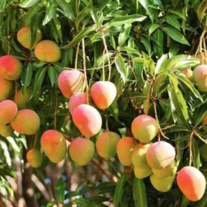 neem-plant-greenleaf-forestry-image