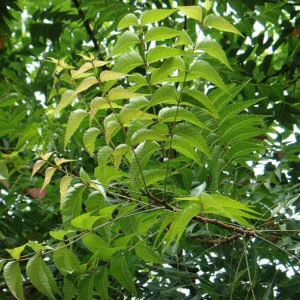 neem-plant-greenleaf-forestry
