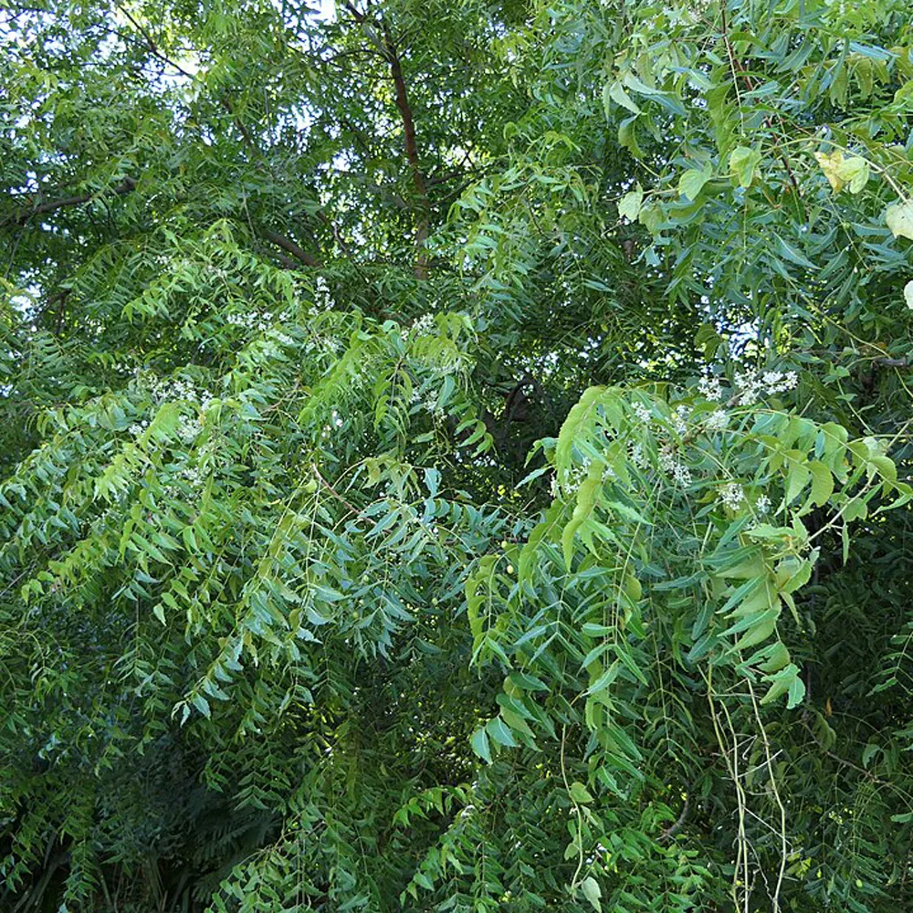 Neem Plant (Azadirachta indica) – Medicinal & Shade Tree - Image 4